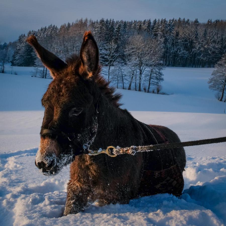 Moosmuehle Allgaeu Untrasried 외부 사진