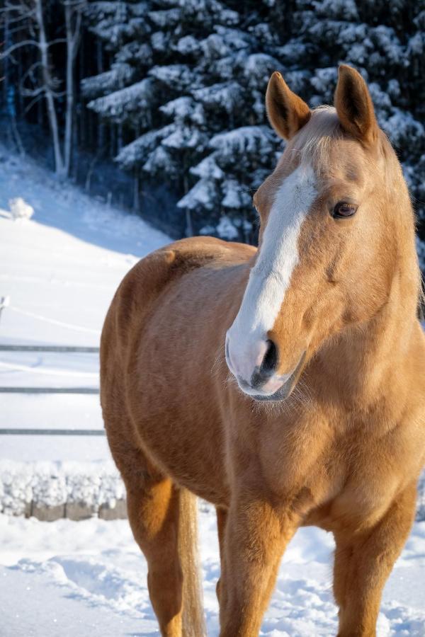 Moosmuehle Allgaeu Untrasried 외부 사진